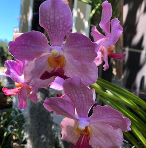 Meet your Posher, Backyard